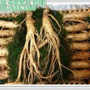 금산인삼 이미지