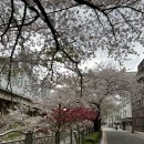 롯데월드 부산 | 롯데월드 부산 첫 방문 후기 | 벚꽃 시즌 평일 after3 이용권 완전 추천