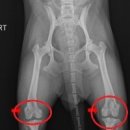 대학로동물병원 이미지