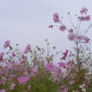 소월1리 이미지