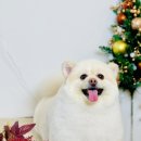 엘로이펫(L.ROYpet) 이미지