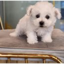 강아지와 고양이 이미지