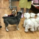 나밍밍 강아지네 이미지