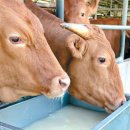 맥우농장 이미지