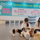 약지애견카페 이미지