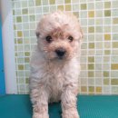 신창면 서부북로 이미지