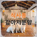 나의 강아지 | 식사동 강아지분양 후회 없는 선택을 위한 솔직 후기