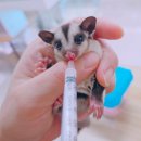 햄동대장 이미지