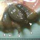떡붕어 (Carassius cuvieri)의 거머리 Limnotrachelobdella sinensis 이미지