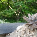 수락폭포 펜션 이미지