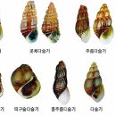 시골다슬기 이미지