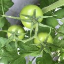 어전농장 이미지