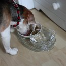 초롱이 밥상 이미지