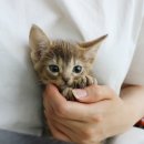 애니멀즈 강아지분양 고양이분양 천안점 이미지