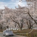 우금자락 | 🌸 벚꽃 터널을 지나 천년 고찰의 품으로, 완주 송광사 감성 나들이