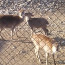 연암목장 이미지