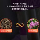 톡스