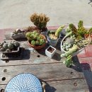 비치타운 민박 이미지