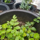 상태농장 이미지