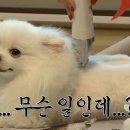 순심이 이미지