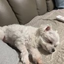 애견종합병원 이미지