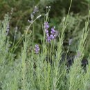 은은하고 부드러운 향기의 '라벤더' 이미지