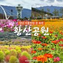 황금마차마을 | [양산 가볼만한곳] &#39;황산공원&#39; 코스모스 댑싸리 애견동반 가능한 핫플