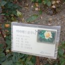 장미(104) 아바에드클루니(Abbaye de Cluny) 이미지