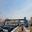 계양경기장-서운체육공원 | &lt;인천 계양구&gt; 아이와 주말 나들이 가기 좋은 곳 &#39;계양 경기장&#39;, &#39;서운 체육공원&#39; 산책로 벚꽃 명소