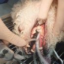 오션동물메디컬센터 이미지