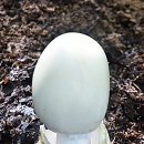 하얀버섯 이미지