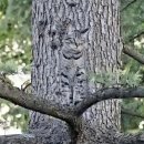 동물들의 위장술 이미지