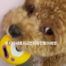 마이리틀메이트 네이버블로그
