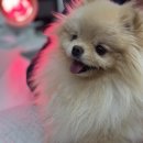 위런한방재활동물병원 | 용산 위런한방재활동물병원 2회차(고관절, 허리디스크ㅠ)