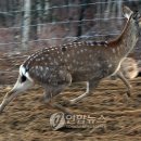 꿈벌사슴목장 이미지