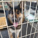 호성주유소 이미지