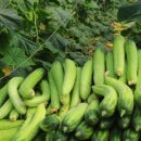 남종우농장 이미지