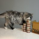 참치랑연어 | 오베르 더노블캣 프리미엄 고양이캔 흰살참치연어 맛 솔직 후기