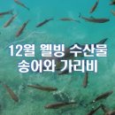 12월 웰빙 수산물, 송어와 가리비 이미지