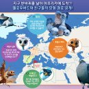 옐로우버드