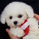 뽀송뽀송 이미지