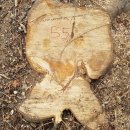 은평-055 Daum카페