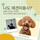혁신애견미용 이미지