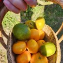 금오름농장 이미지