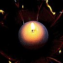 싹트는 날개 이미지