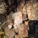 잉꼬농장 이미지