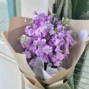 마음정원 | 두호동예쁜꽃집 보라빛 스토크로 마음 전한 오월의 정원 후기