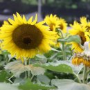 개화마을 이미지