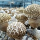 번덕농장 이미지