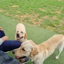 김포 보스독 이미지